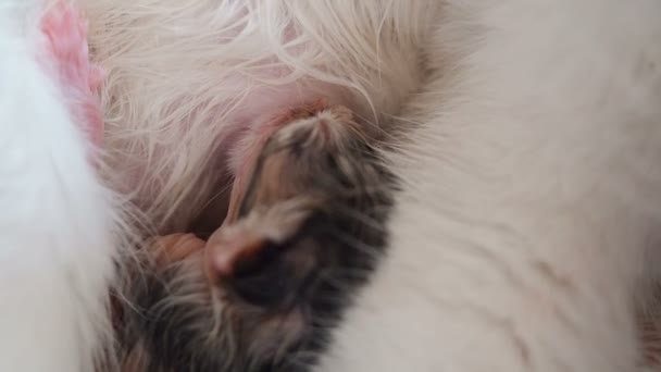 Breastfeeding Newborn Kitten Close Up. Cute Cat Family. Mom Cat Gives Milk Feeding and Takes Care of Her Just Born Wet Kitten. Mother Often Breathes Due to Labor Pains. Little Kitten Suck a Tit Breast — Stock Video