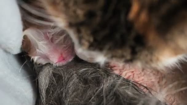 Naissance de chatons. Naissance féline. Le chat a donné naissance à des chatons. Un chat lave ses enfants.Le chat lèche le chaton nouveau-né immédiatement après la naissance — Video