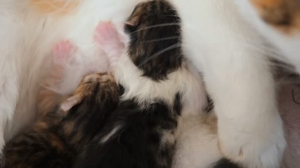 Lactancia materna gatitos recién nacidos de cerca. Linda familia de gatos. Mamá gato da leche alimentación y toma cuidado de su lindo recién nacido gatitos. La madre a menudo respira debido a dolores de parto. Pequeño gatito chupar un poco — Vídeo de stock