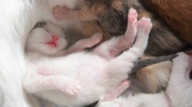 Beyaz yavru kedi yavruları rüyada patilerini çekerek uyurlar..