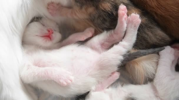 白い赤ちゃんの子猫は、暖かいおなかの上に頭を置き、母親の近くでミルクを飲んだ後に舌を出した夢の中で足を引っ張って眠ります. — ストック動画