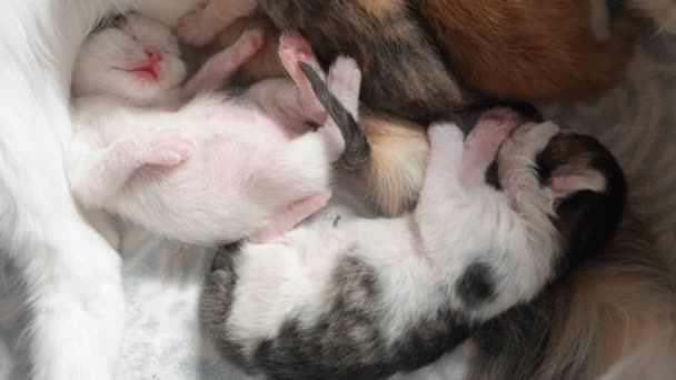 白い赤ちゃんの子猫は、暖かいおなかの上に頭を置き、母親の近くでミルクを飲んだ後に舌を出した夢の中で足を引っ張って眠ります — ストック動画
