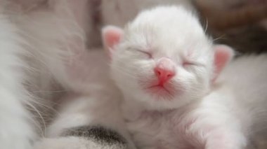 Beyaz kör kedi yavrusu, başını ılık bir karnına koyup, annenin yanında süt içtikten sonra dilini söndürüp uyuduğunda uyuyor.
