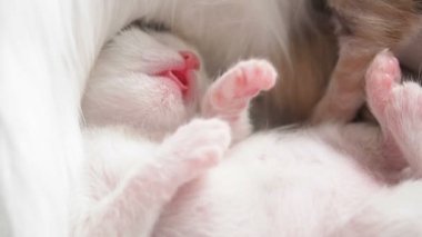 Beyaz yavru kedi, rüyada sıcak bir karnına başını koyup, anneye yakın süt içtikten sonra dilini söndürerek patilerini çekerek uyur.