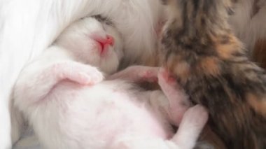 Beyaz yavru kedi, rüyada sıcak bir karnına başını koyup, anneye yakın süt içtikten sonra dilini söndürerek patilerini çekerek uyur.