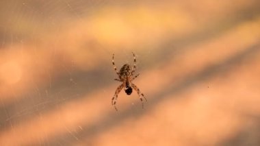 Çapraz örümcek ile güzel örümcek ağı. Doğal arka plan. Örümcek, yakalanan kurbanın suyunu içiyor.