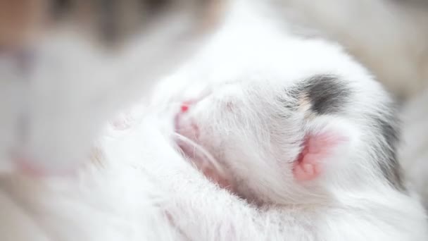 Allattamento gattino Close Up. Famiglia di gatti carini. Mamma gatto dà latte alimentazione e si prende cura del suo gattino carino. Madre gatto lecca i suoi figli alimentando piccolo gattino carino. Piccolo gattino succhiare un seno tetta — Video Stock