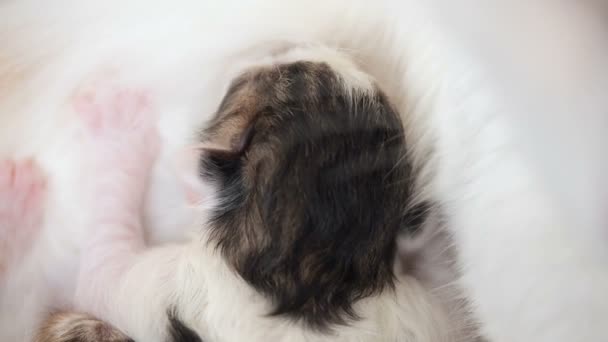 Lactancia materna recién nacido gatito de cerca. Linda familia de gatos. Mamá gato da leche alimentación y toma cuidado de su lindo recién nacido gatito. La madre a menudo respira debido a dolores de parto. Pequeño gatito chupar un poco — Vídeo de stock