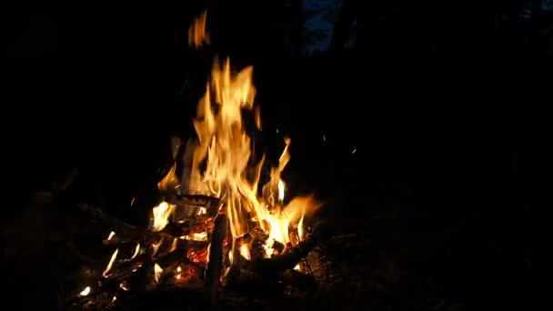 Fire in a fireplace. Burn fire with wood and legs outdoor. Campfire in the night forest while camping — Stock Video