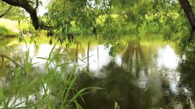 Yaz yağmur ormanı içinde. Yağmur ormanı içinden akan dere ile. Yağmur damlaları damla su Nehri daire içine