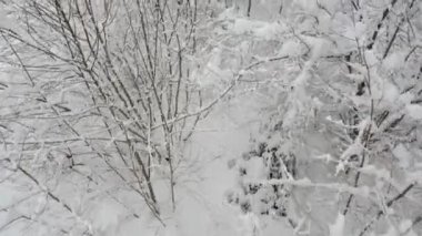 Kışın ormanın üzerinde geçmiş karlı ağaç üstleri hareketli havadan görünümü