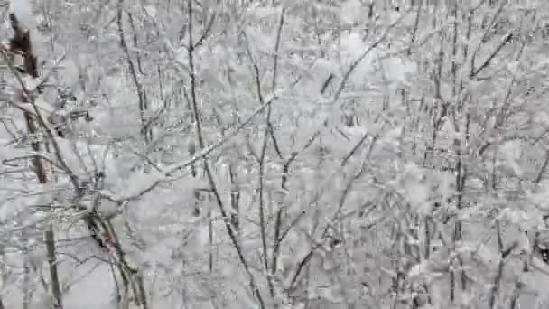 Vista aérea de pasar por árboles nevados en el bosque en invierno — Vídeo de stock