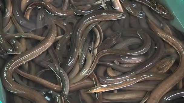 Feche em muitas enguias vivas. Enguias de iguaria asiática no mercado de streen de Bangkok, Tailândia. Hagfish costeiro nadando na bacia. As enguias do pântano asiático vendem no mercado diário de peixe — Vídeo de Stock