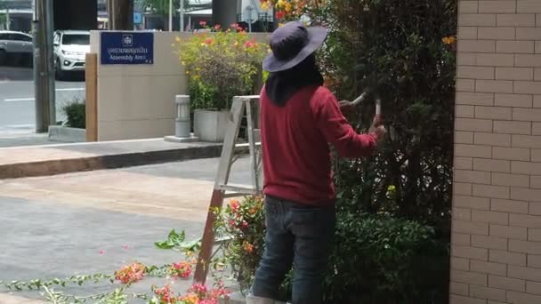 Giardiniere tagliare rami per la decorazione sulla strada di Bangkok. Un giardiniere falcia un grande cespuglio bouganville in una grande città a mano con grandi cesoie da giardino . — Video Stock