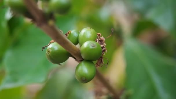 Närbild omogna kaffebönor i kaffe grenar, ekologiskt jordbruk växter i Asien, gröna omogna kaffebönor på träd. Gröna omogna kaffe bär på ett kaffe träd. Handhållna filmer — Stockvideo