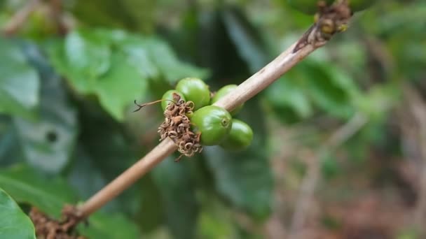 Feche os grãos de café imaturos em ramos de café, plantas de agricultura orgânica na Ásia, grãos de café verdes imaturos na árvore. Bagas de café imaturas verdes em uma árvore de café. Imagens portáteis — Vídeo de Stock