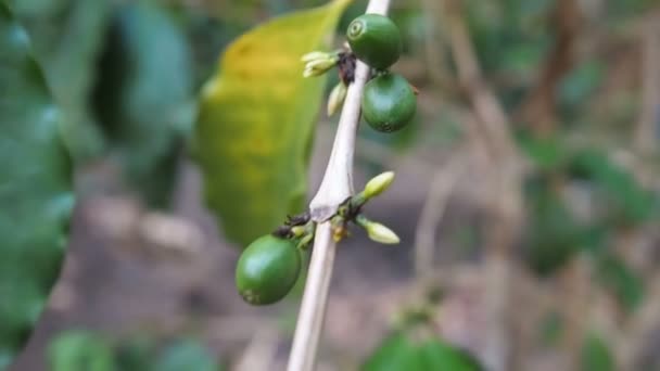 コーヒーブランチ、アジアの有機農業植物、木の上の緑の未熟なコーヒー豆をクローズアップ。コーヒーの木の上に緑の未熟なコーヒーベリー。ハンドヘルドフッテージ — ストック動画