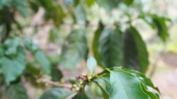 Feche os grãos de café imaturos em ramos de café, plantas de agricultura orgânica na Ásia, grãos de café verdes imaturos na árvore. Bagas de café imaturas verdes em uma árvore de café. Imagens portáteis — Vídeo de Stock