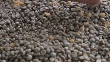 Güneydoğu Asya'nın kahve ekim fabrikasında arabica kahve çekirdekleri, kalite kontrol ve seçim ile sıralama yaşlı bir kadının elleri. kahve toplama ve işleme el emeği. Organik