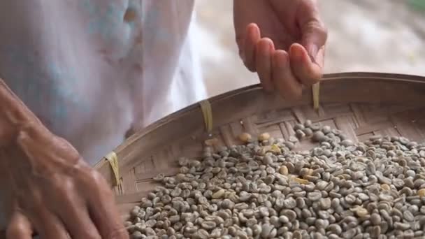 Mãos de uma velha mulher classificando através de grãos de café arábica em cesta de debulha de vime redonda ou peneira de bambu, controle de qualidade e seleção na fábrica de plantação de café do Sudeste Asiático. trabalho manual — Vídeo de Stock