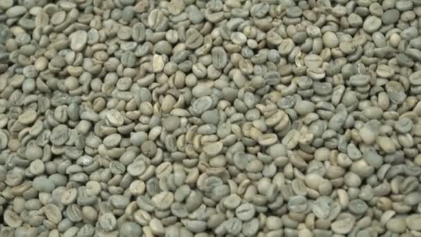 Gros plan sur les grains verts du café arabica. Le processus de production de café biologique. Une pile de grains de café. Le café sèche — Video