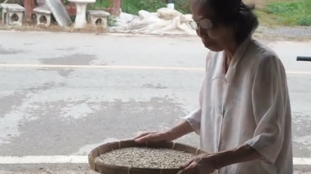 Chiang Mai province, Thailand - May 23, 2019: Positive smiling elderly woman throws up and sorting through arabica coffee beans on small round wicker basket or bamboo sieve, make quality control and — Stock Video