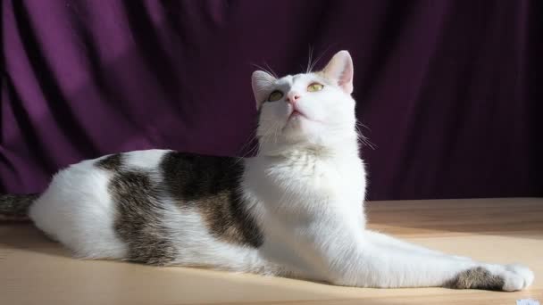 Porträt einer jungen, hochmütigen, arroganten Katze. Tabby-Katze sieht aus wie ein Löwe wirbelt seinen Kopf hört dann beugt seinen Kopf — Stockvideo