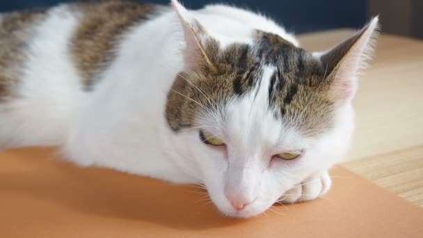 Retrato do jovem gato branco cinzento Tabby. Tabby Cat Falls dormindo mexendo as orelhas Coloque sua cabeça em sua pata — Vídeo de Stock