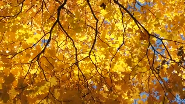 Gula toppar höst lönn träd med höst gyllene blad mot den blå himlen i dag av höst-höst bakgrund botten vy. — Stockvideo