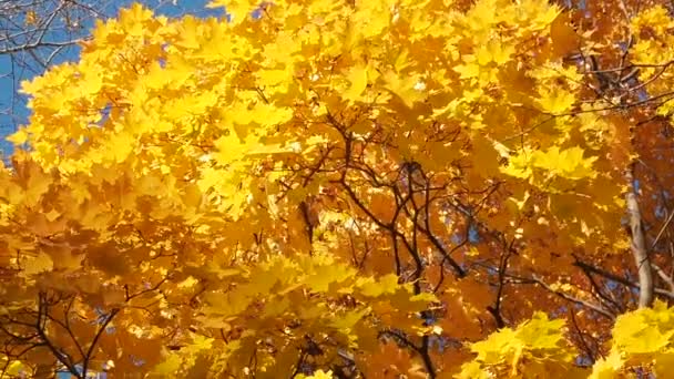 Gelbe Wipfel von Herbst-Ahornbäumen mit herbstlichen goldenen Blättern gegen den blauen Himmel am Tag des Herbstes - Herbst Hintergrund von unten gesehen. — Stockvideo
