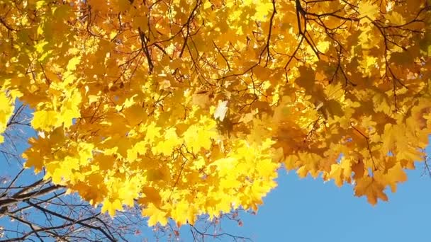 Yellow tops of autumn maple trees with autumn golden leaves against the blue sky in day of fall - autumn background bottom view. — Stock Video