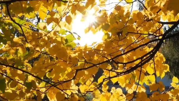 Природный фон с осенней листвой. Солнечные блики пробиваются сквозь листья липы. Солнечный свет сквозь осеннюю листву — стоковое видео