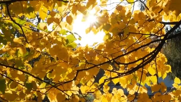 Fondo natural con follaje otoñal. Las llamaradas de lentes solares se abren paso a través de las hojas de tilo. Luz solar a través del follaje otoñal — Vídeos de Stock