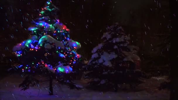 瞬く間に冬の森の中で生きているクリスマスツリー。夜の森では雪が降り、夜は森のモミの木にライトがちらつきます。新年の夜の森の降雪 — ストック動画