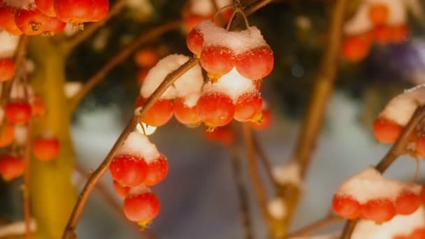 Hermoso árbol cubierto de nieve con pequeñas manzanas rojas. Pequeñas manzanas del paraíso cubiertas de nieve . — Vídeos de Stock