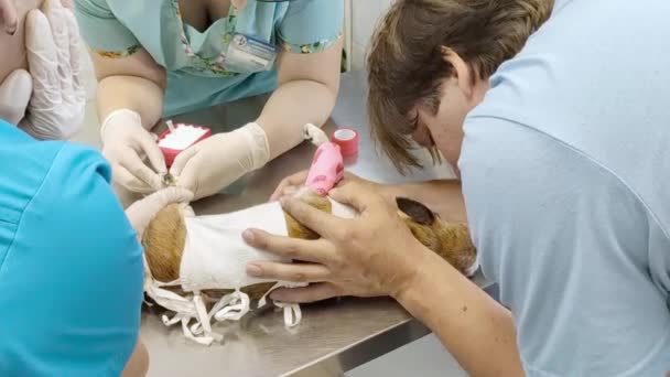Ägaren håller och lugnar sin hund, medan läkaren tar blodprover. Läkarundersökning av husdjur. Kvinna veterinär läkare injicera en hund på ett bord på en klinik, behandling av en sjuk hund — Stockvideo