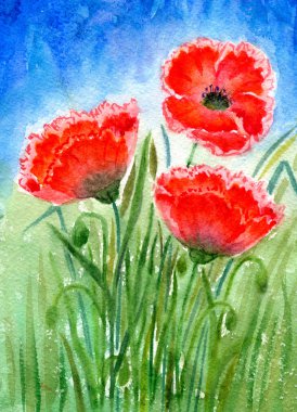 üç kırmızı haşhaş