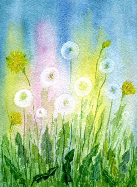 Field of dandelions