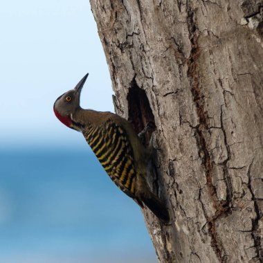 Hispaniolan Woodpecker (Melanerpes striatus) on a palm stem in the Northern part of Dominican Republic, Caribbean. clipart