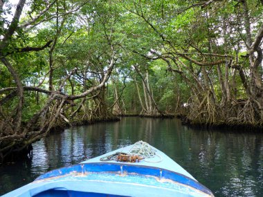 Laguna Gri-Gri, Kuzey Dominik Cumhuriyeti, Caribbean, mangrov orman.
