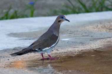 Beyaz - kanatlı güvercin Zenaida asiatica kirli bir yolun kuzey Dominik Cumhuriyeti için Caribbean üzerinde.