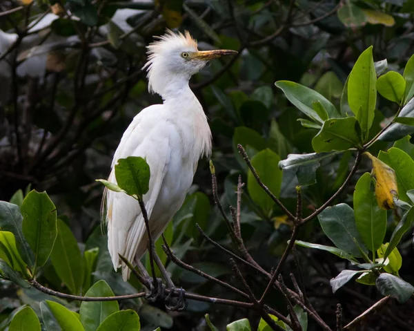 Цапля Крупного Рогатого Скота Bubulcus Ibis Мангровых Лесах Лагуна Гри — стоковое фото