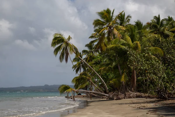 Côte Forêt Plage Dans Partie Nord République Dominicaine Caraïbes — Photo