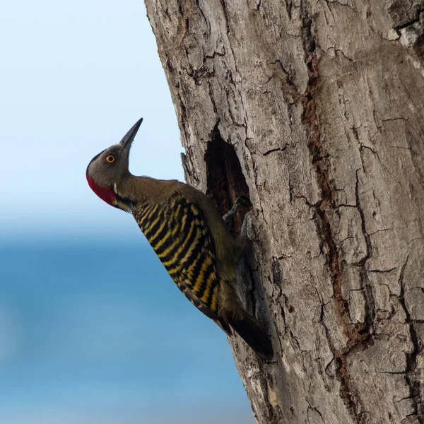 Dominik Cumhuriyeti, Caribbean kuzey kesiminde bir palm kök üzerinde hispaniolan ağaçkakan (Melanerpes striatus).