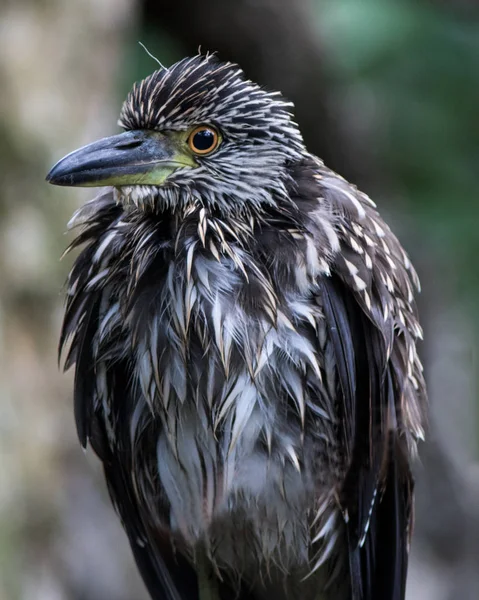 Gelbkronenreiher Nyctanassa Violacea Juvenil Mangrovenwald Der Laguna Gri Gri Der — Stockfoto