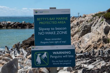 Bettys Bay deniz kuşu Sanctuary Stony noktada tabelaya koruma alanı, Western Cape, Güney Afrika.