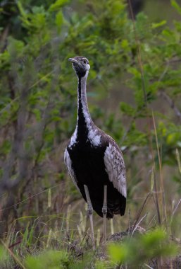 Kara karınlı damla (Lissotis melanogaster), ben Kruger Milli Parkı, kuzeydoğu Güney Afrika Güney parçası.