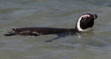 Afrika penguen Spheniscus demersus Cape Town Western Cape, Güney Afrika güneyinde Simons şehirdeki kayalar Plajı'nda yüzme.