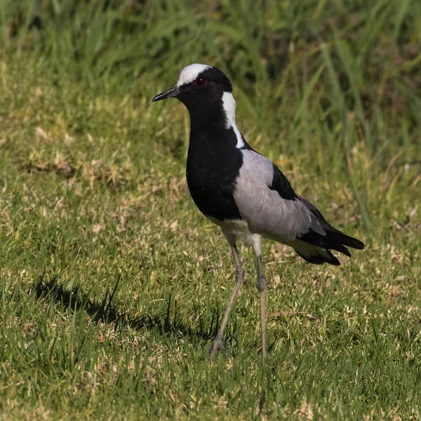 Blacksmith Lapwing Vanellus Armatus Lawn North Paarl Western Cape South — Stock Photo, Image