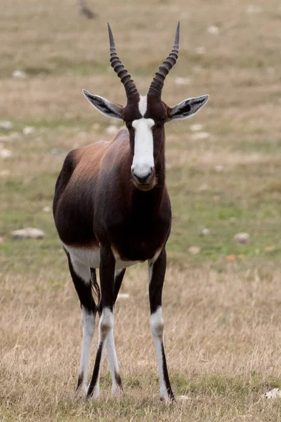 Blesbok Damaliscus Pygargus Phillipsi Nature Reserve Western Cape South Africa — Stock Photo, Image